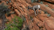 PICTURES/Leaving Zion on Mt. Carmel Hwy/t_Bighorn Sheep15.JPG